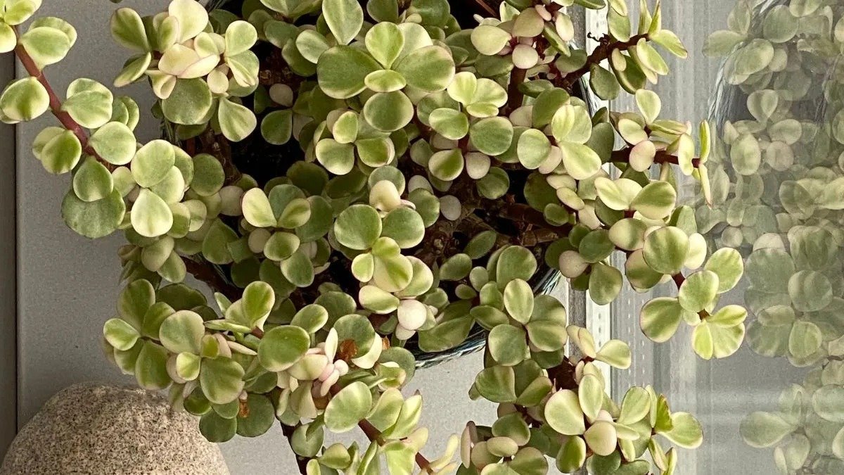 Jade Plant: घर में अचानक पीला पड़ गया जेड प्लांट? वास्तु के अनुसार मिल सकते हैं ये संकेत, जानें तुरंत क्या करें