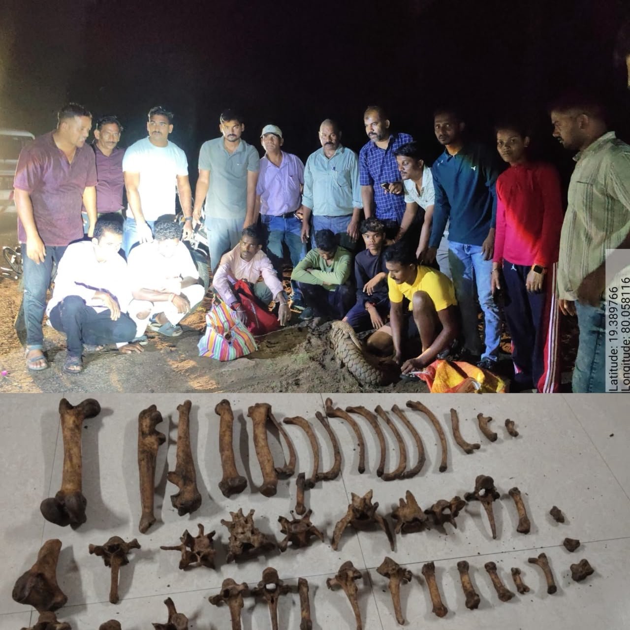 मां और नवजात पैंगोलिन को लेकर जा रहे थे तस्कर! महाराष्ट्र-तेलंगाना बॉर्डर पर 6 संदिग्ध हिरासत में, बाघ के दांत-हड्डियां भी बरामद