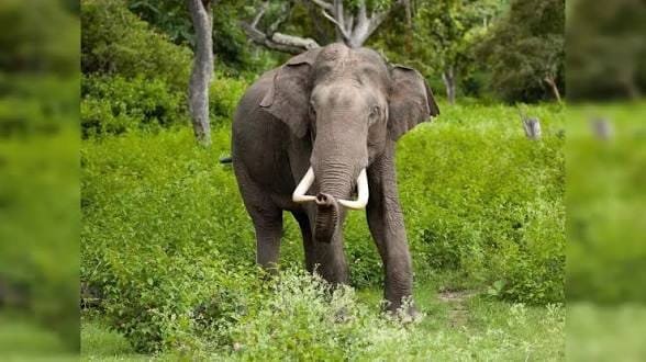 फिंगेश्वर में हाथी की दस्तक से दहशत, 100 मीटर दूर आराम कर रहा गजराज; 10 गांवों को अलर्ट