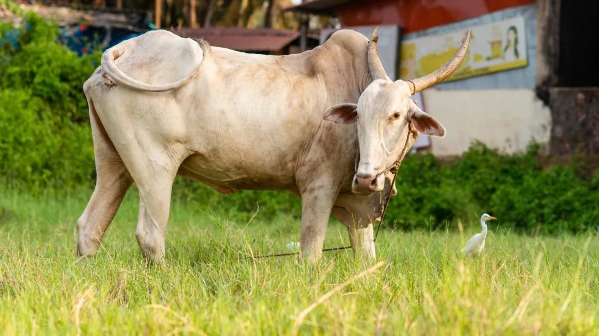 पितृ पक्ष में गोदान क्यों माना जाता है महापुण्य? गरुड़ पुराण में बताए गए इस धार्मिक रहस्य को जानिए